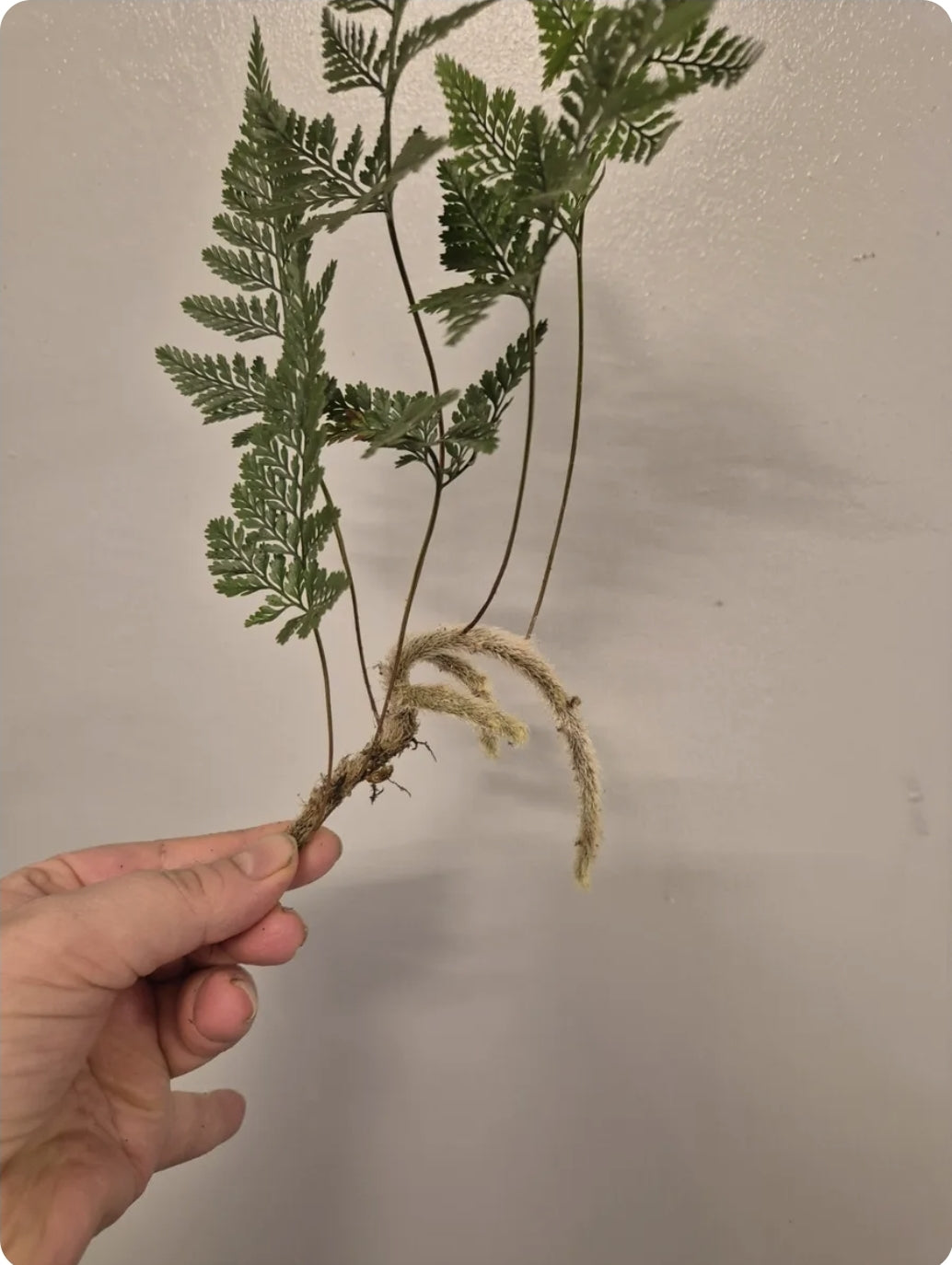 Rare Davallia tyermannii Terantula Rabbits Foot fern Humata Unrooted  Cutting