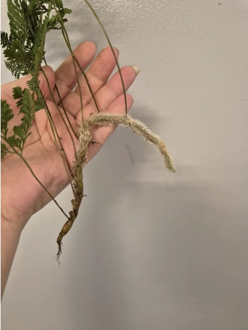 Rare Davallia tyermannii Terantula Rabbits Foot fern Humata Unrooted  Cutting