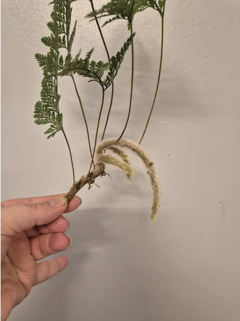 Rare Davallia tyermannii Terantula Rabbits Foot fern Humata Unrooted  Cutting