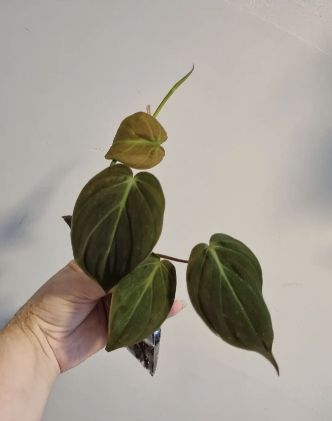 Philodendron Scandens Micans Velvet well rooted plants