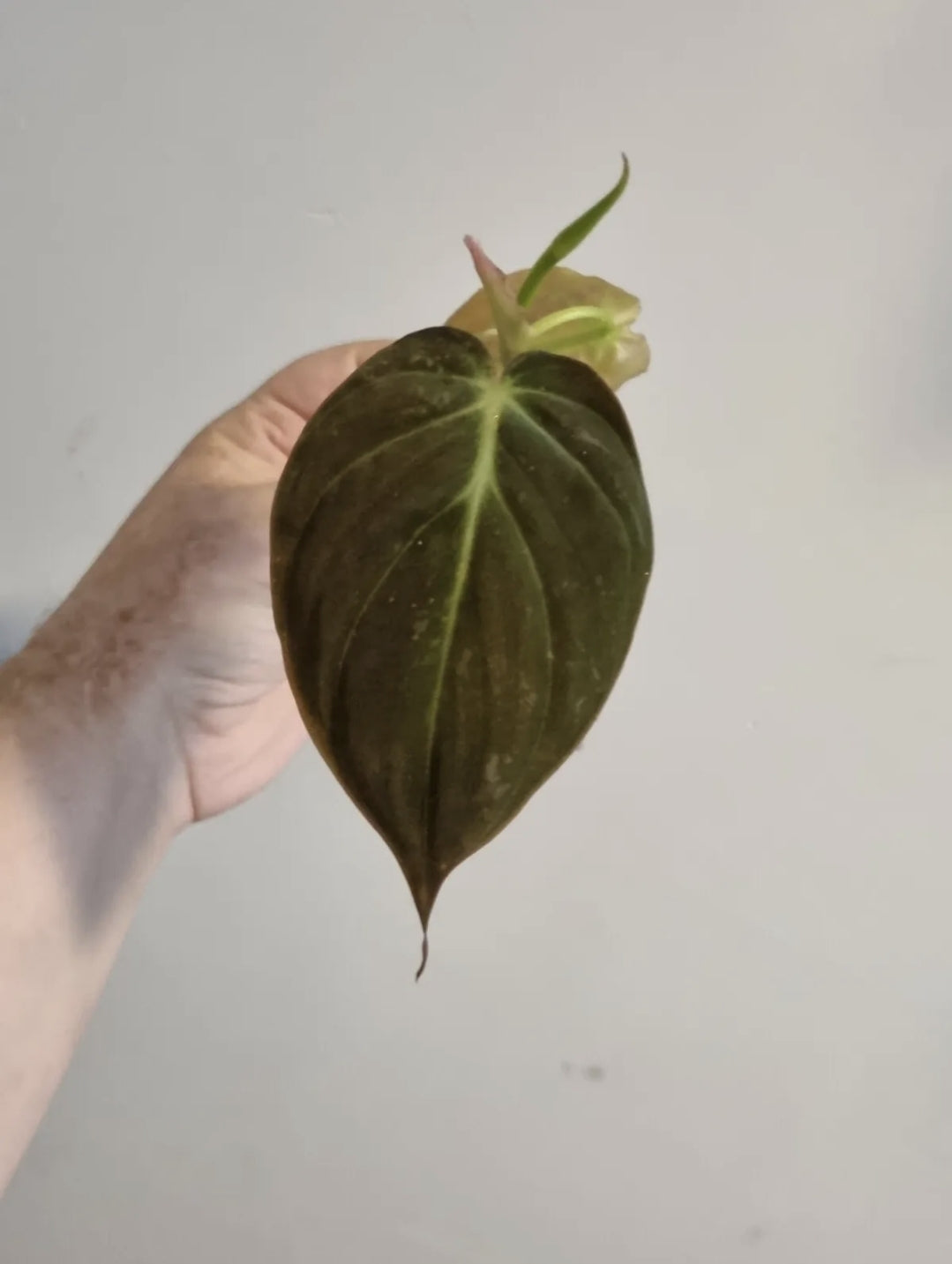 Philodendron Scandens Micans Velvet well rooted plants