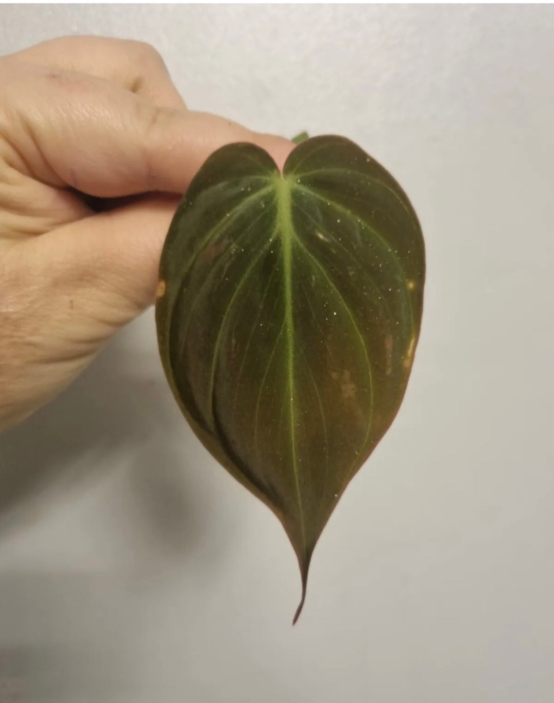 Philodendron Scandens Micans Velvet well rooted plants