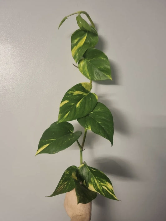 Golden pothos plant, Well Rooted plant, Epipremnum aureum Devils ivy 7-8 leaves