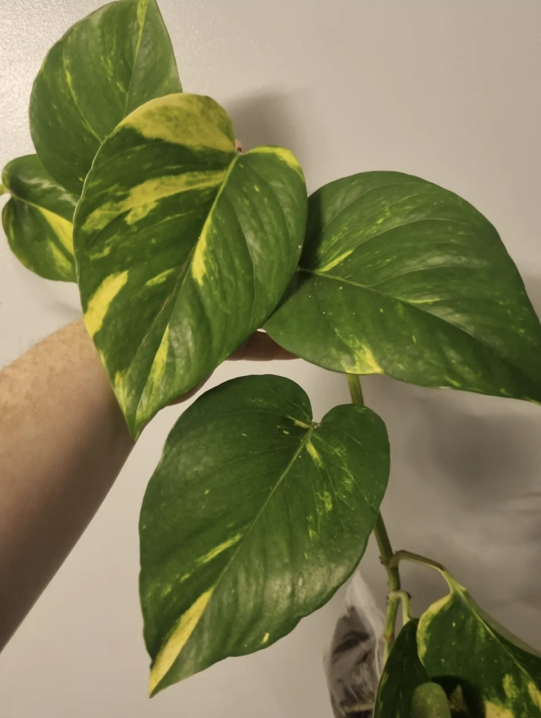 Golden pothos plant, Well Rooted plant, Epipremnum aureum Devils ivy 7-8 leaves