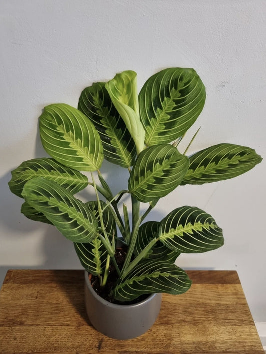 Maranta Lemon Lime | 12cm Pot | Maranta Facinator | Prayer Houseplant