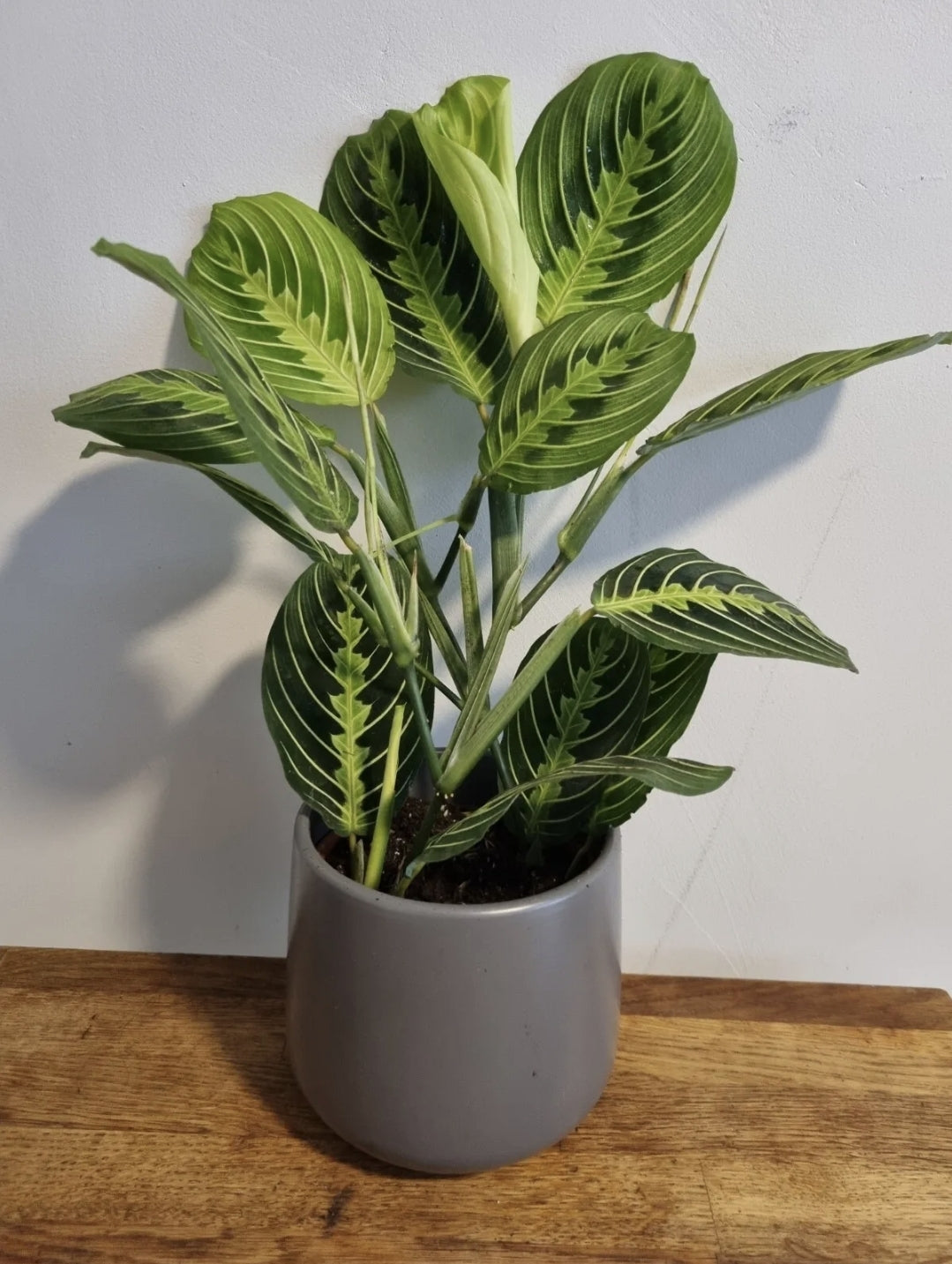 Maranta Lemon Lime | 12cm Pot | Maranta Facinator | Prayer Houseplant