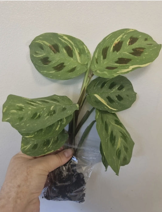 Variegated Maranta Leuconeura Kerchoveana Rooted Prayer Plant Bare Rooted