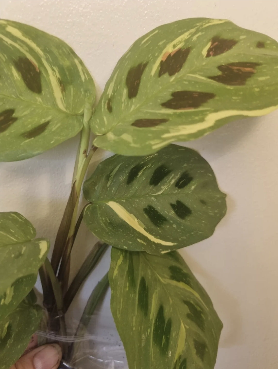 Variegated Maranta Leuconeura Kerchoveana Rooted Prayer Plant Bare Rooted