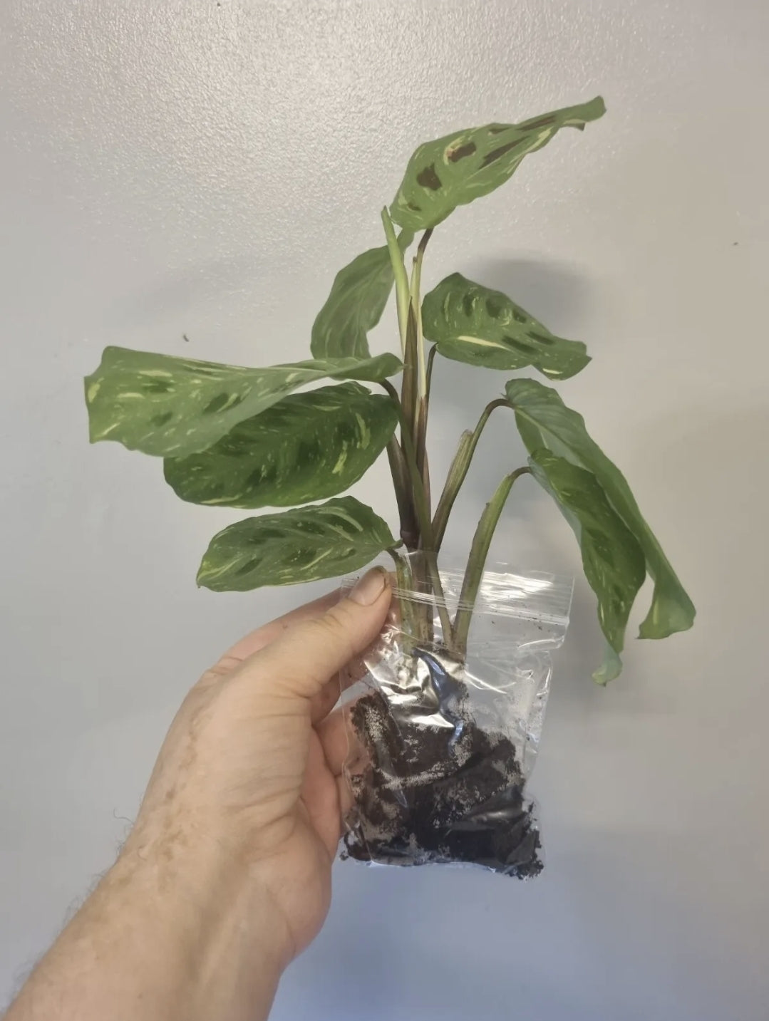 Variegated Maranta Leuconeura Kerchoveana Rooted Prayer Plant Bare Rooted