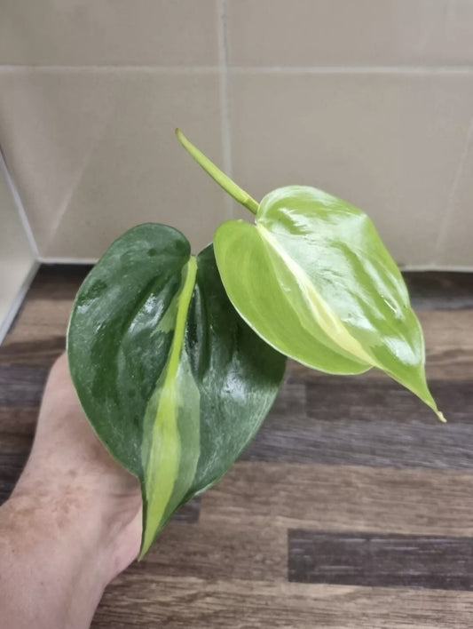 Philodendron Scandens Brasil Sweetheart, Well Rooted Plant Cutting  2 - 3 leaves