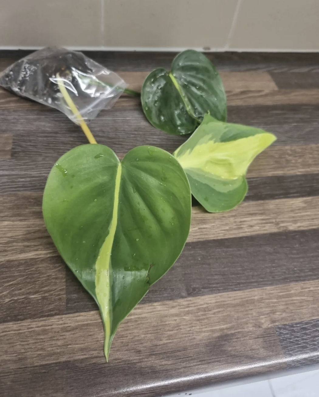 Philodendron Scandens Brasil Sweetheart, Well Rooted Plant Cutting  2 - 3 leaves