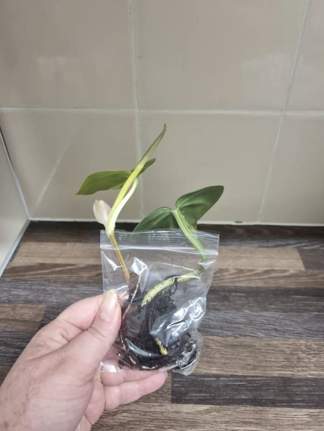 Philodendron Scandens Brasil Sweetheart, Well Rooted Plant Cutting  2 - 3 leaves