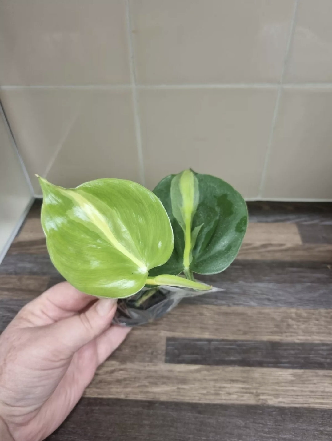 Philodendron Scandens Brasil Sweetheart, Well Rooted Plant Cutting  2 - 3 leaves