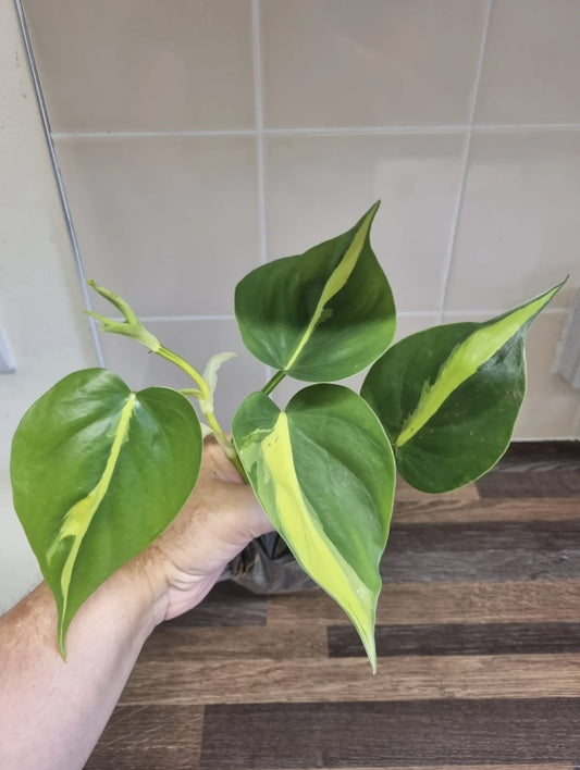 Philodendron Scandens Brasil Sweetheart, Well Rooted Plant Cutting  4 - 5 leaves