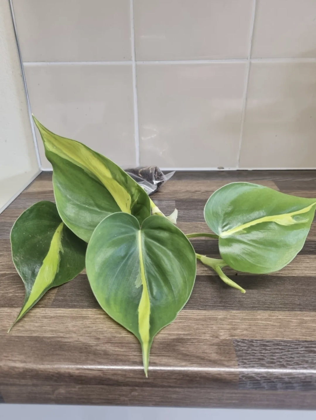 Philodendron Scandens Brasil Sweetheart, Well Rooted Plant Cutting  4 - 5 leaves