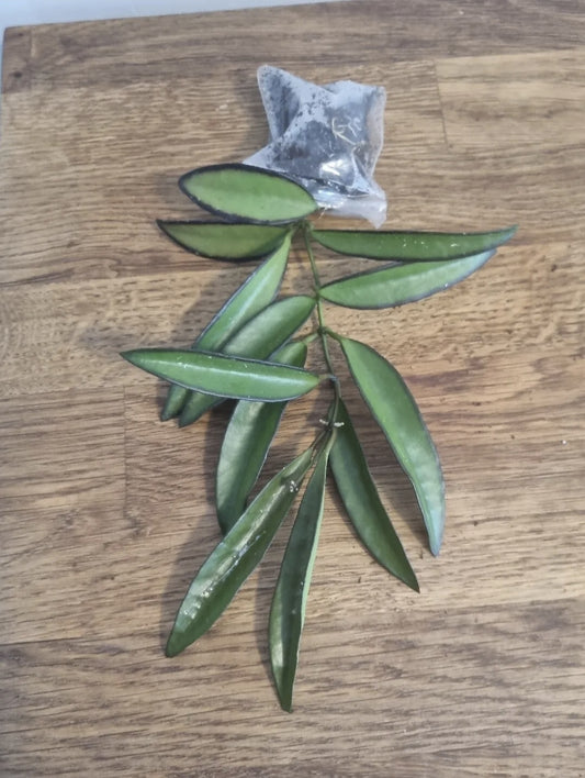 Hoya Wayetii Well Rooted Cutting | Great Starter Plant | Sent Bare Rooted
