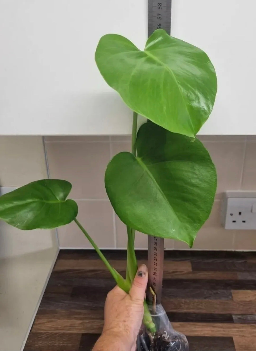 Monstera Deliciosa / Swiss Cheese Plant Cuttings - Large Rooted Cutting min 50cm