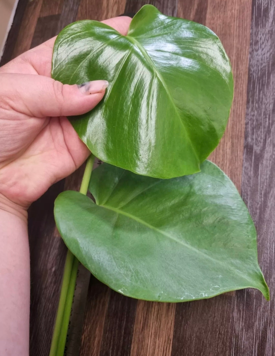 Monstera Deliciosa / Swiss Cheese Plant Cuttings - Large Rooted Cutting min 50cm