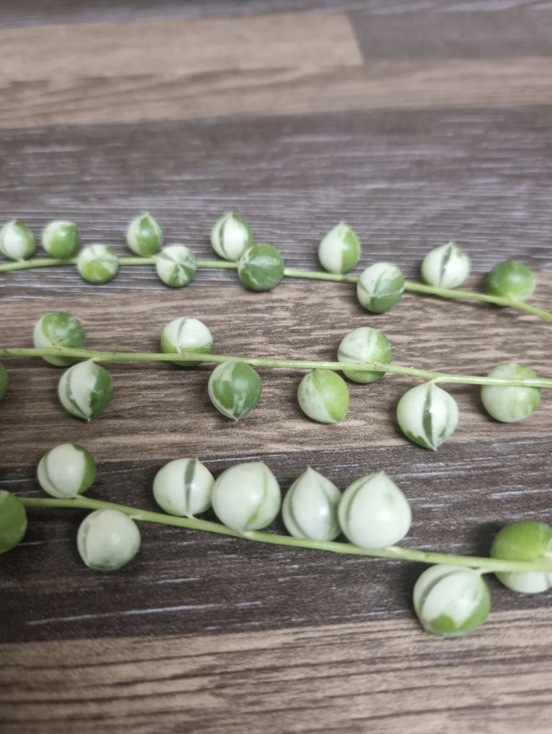 Variegated String of Pearls 3x 10cm Cuttings  | Senecio Rowleyanus Variegata