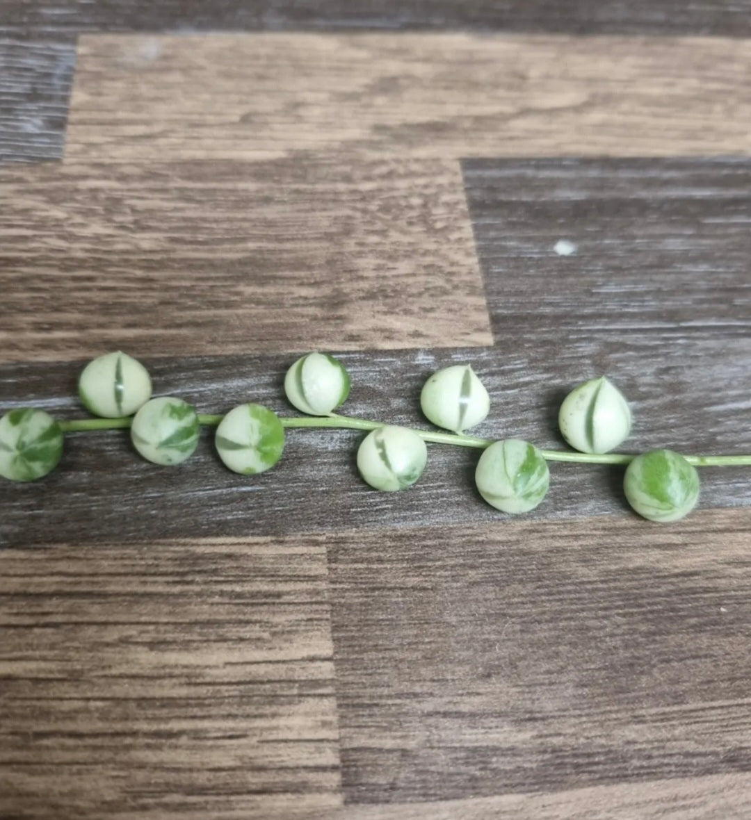 Variegated String of Pearls 1x 10cm Cuttings  | Senecio Rowleyanus Variegata |