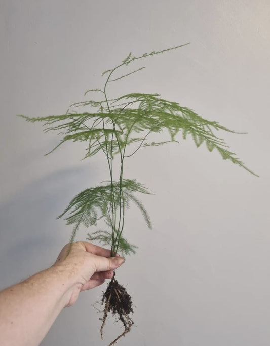 Asparagus Fern Plant Asparagus Plumosus LARGE Well Rooted House Plant Bare root