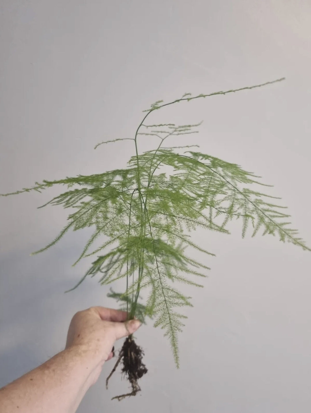 Asparagus Fern Plant Asparagus Plumosus LARGE Well Rooted House Plant Bare root