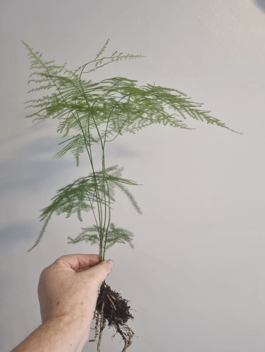 Asparagus Fern Plant Asparagus Plumosus LARGE Well Rooted House Plant Bare root