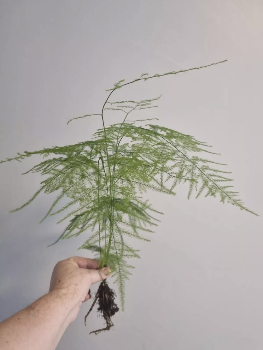 Asparagus Fern Plant Asparagus Plumosus LARGE Well Rooted House Plant Bare root