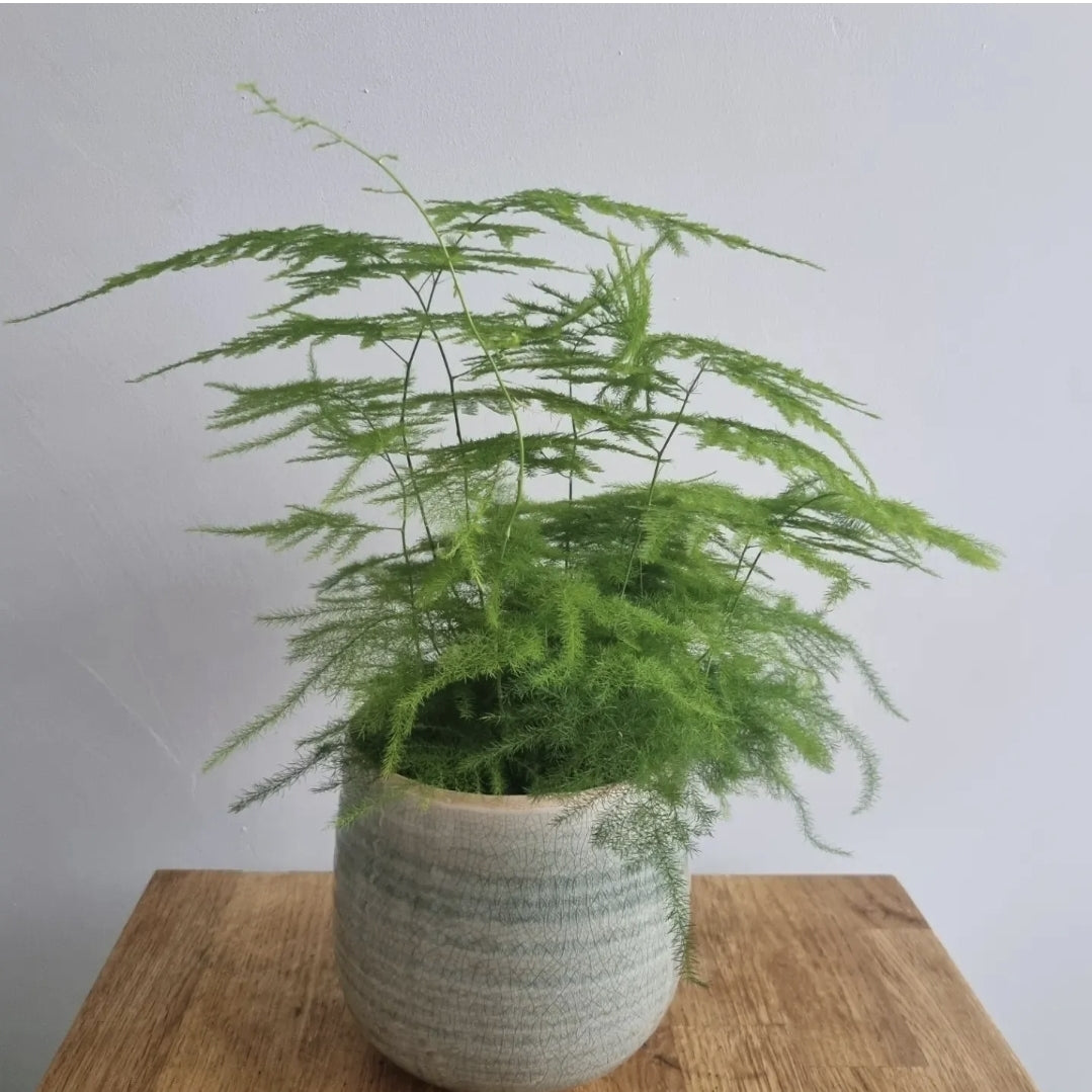 Asparagus Fern Plant Asparagus Plumosus Indoor House Plant in a 12cm pot