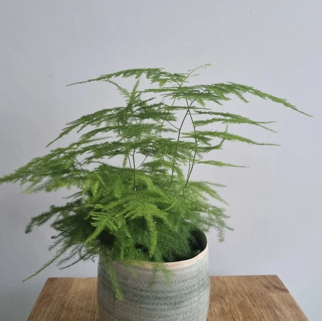 Asparagus Fern Plant Asparagus Plumosus Indoor House Plant in a 12cm pot