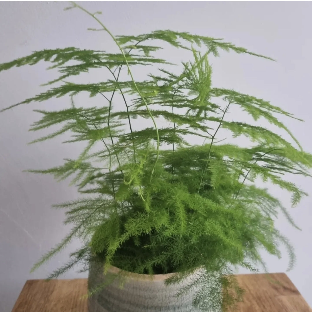 Asparagus Fern Plant Asparagus Plumosus Indoor House Plant in a 12cm pot