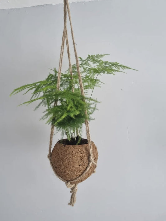 Asparagus Fern Plant Asparagus Plumosus 9cm pot in kokedama plant pot Rare plant