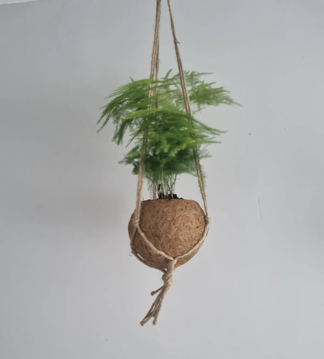 Asparagus Fern Plant Asparagus Plumosus 9cm pot in kokedama plant pot Rare plant