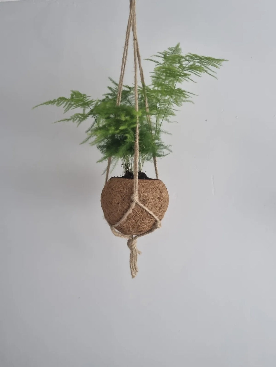 Asparagus Fern Plant Asparagus Plumosus 9cm pot in kokedama plant pot Rare plant