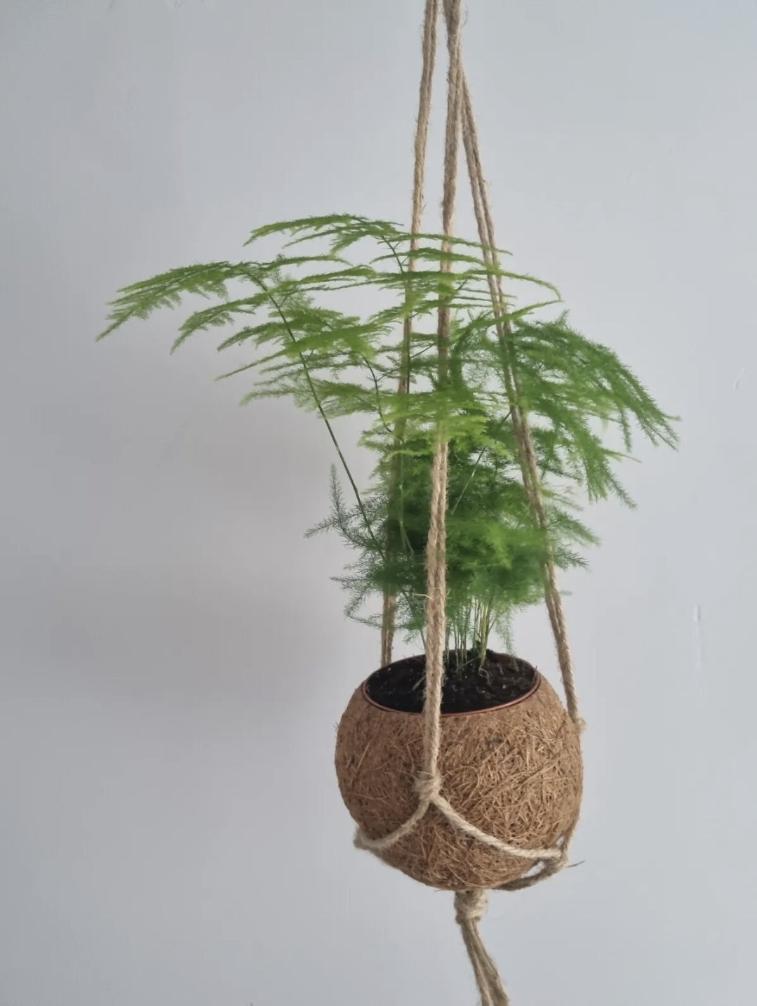 Asparagus Fern Plant Asparagus Plumosus 9cm pot in kokedama plant pot Rare plant