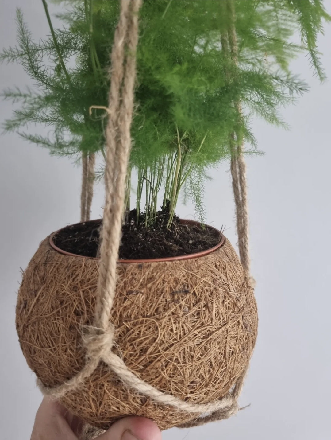 Asparagus Fern Plant Asparagus Plumosus 9cm pot in kokedama plant pot Rare plant