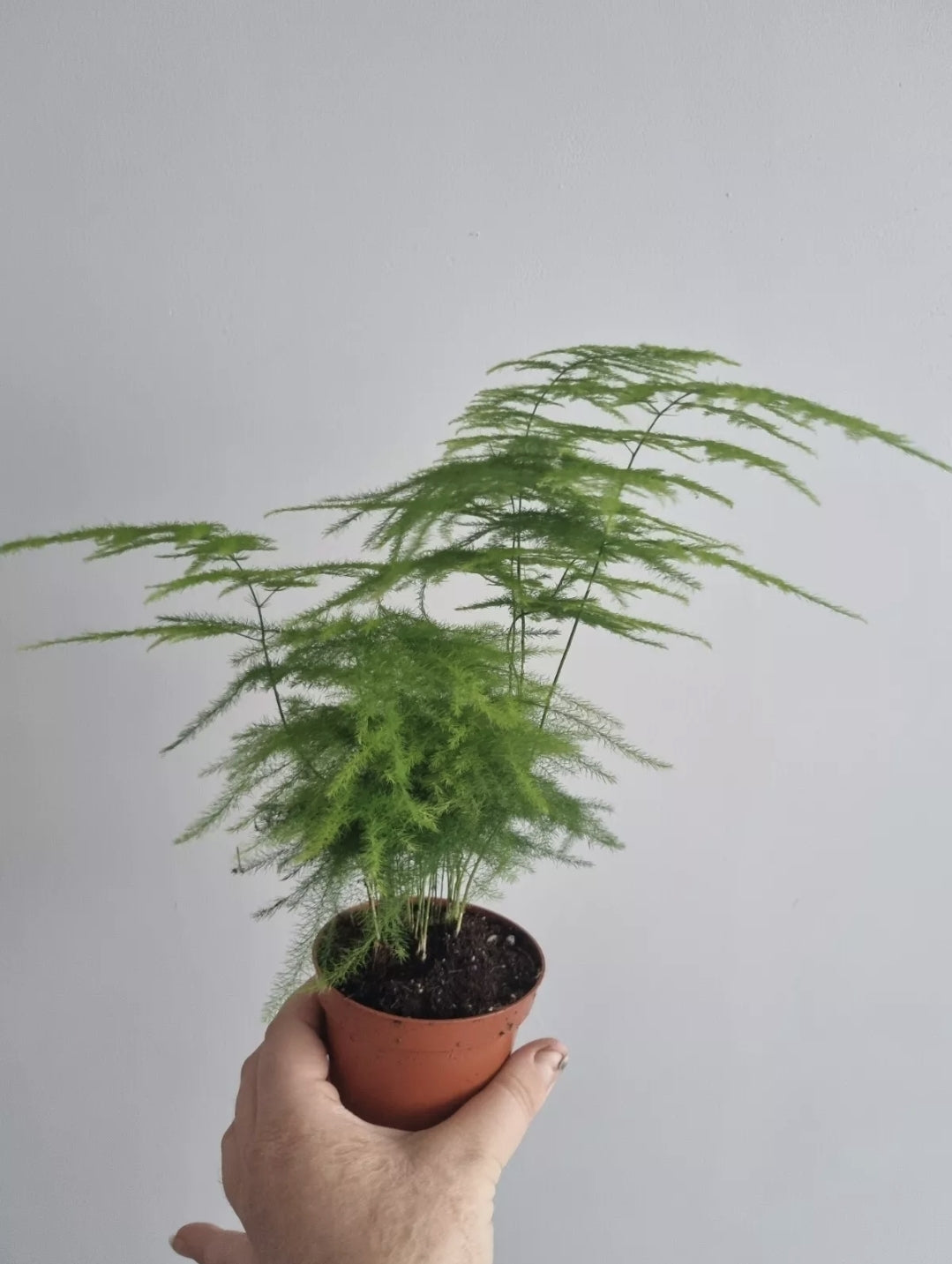 Asparagus Fern Plant Asparagus Plumosus 9cm pot in kokedama plant pot Rare plant