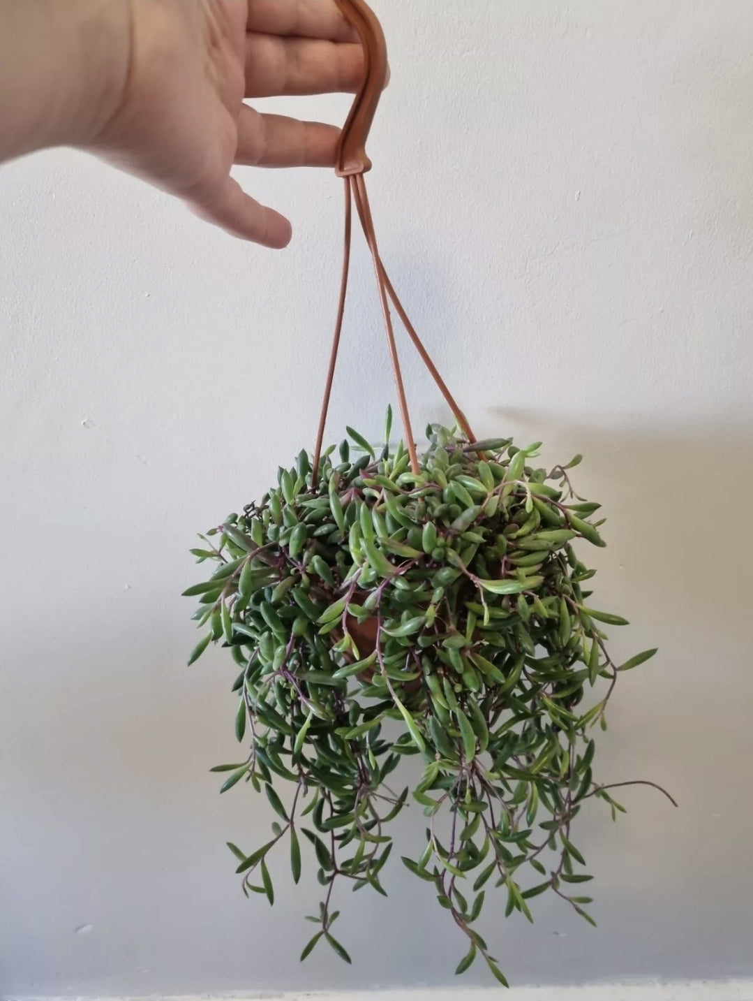 Ruby Necklace Othonna capensis trailing succulent plant in 12cm hanging pot