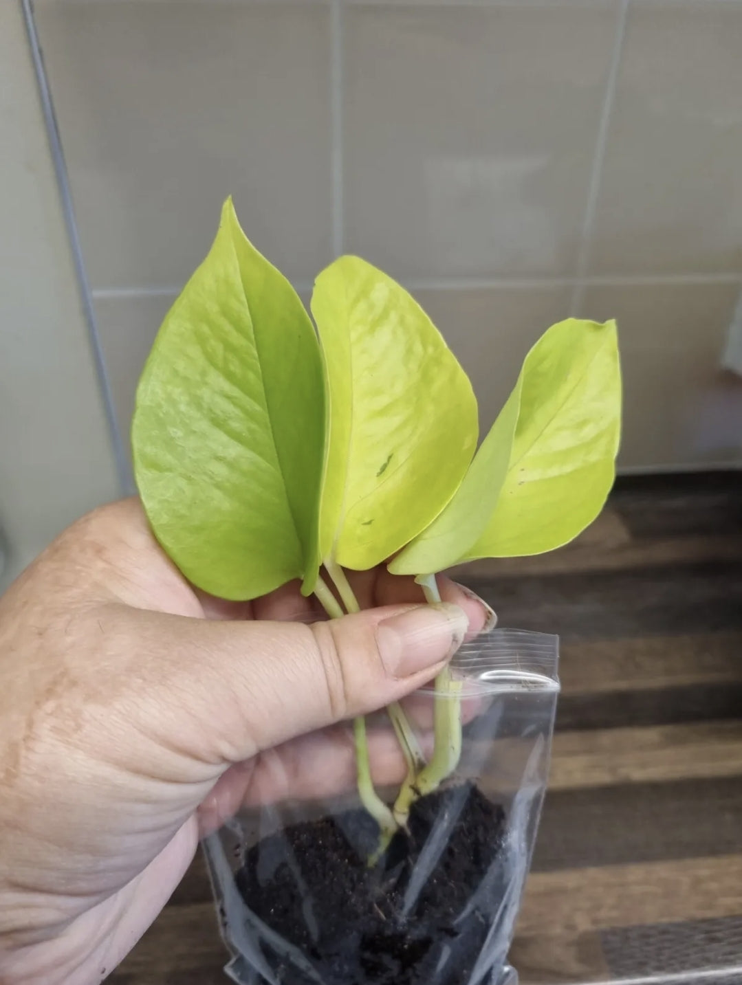 Epipremnum Aureum Neon Pothos 1x well rooted cutting 2-3 leaf cuttings