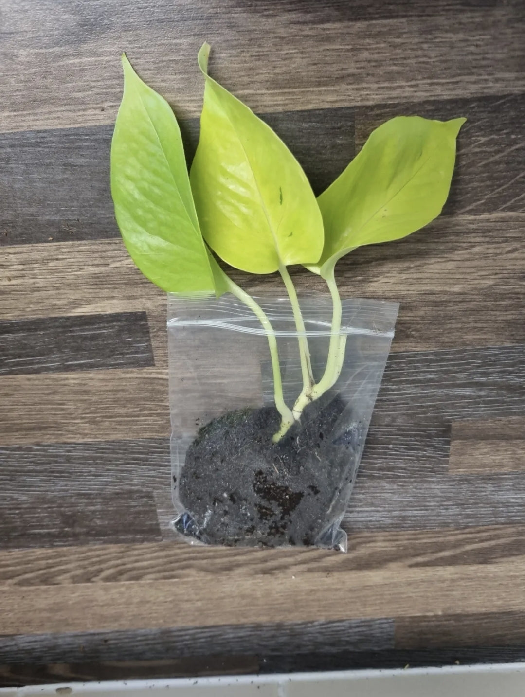 Epipremnum Aureum Neon Pothos 1x well rooted cutting 2-3 leaf cuttings