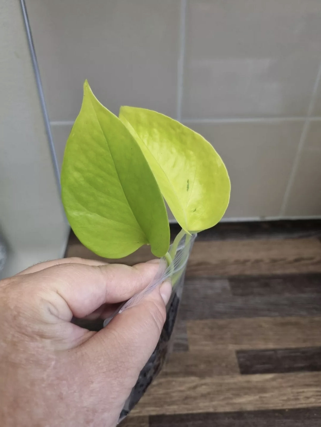 Epipremnum Aureum Neon Pothos 1x well rooted cutting 2-3 leaf cuttings