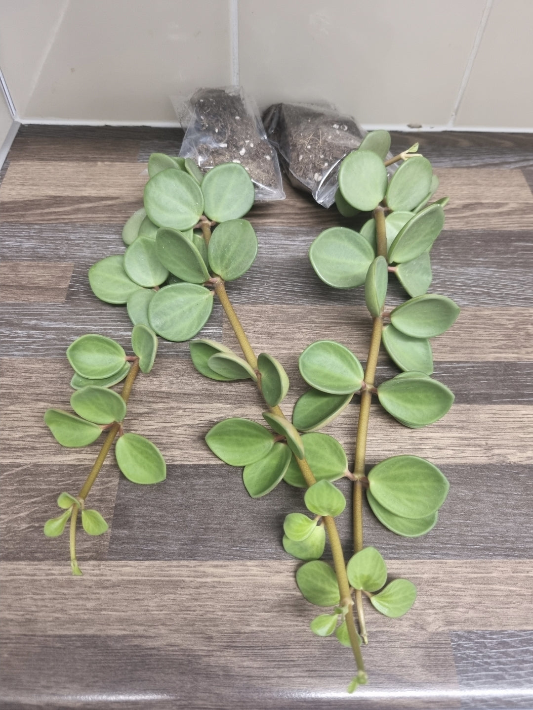 2x Large Peperomia Hope Plants | Sent Bare Rooted Trailing Succulent House Plant