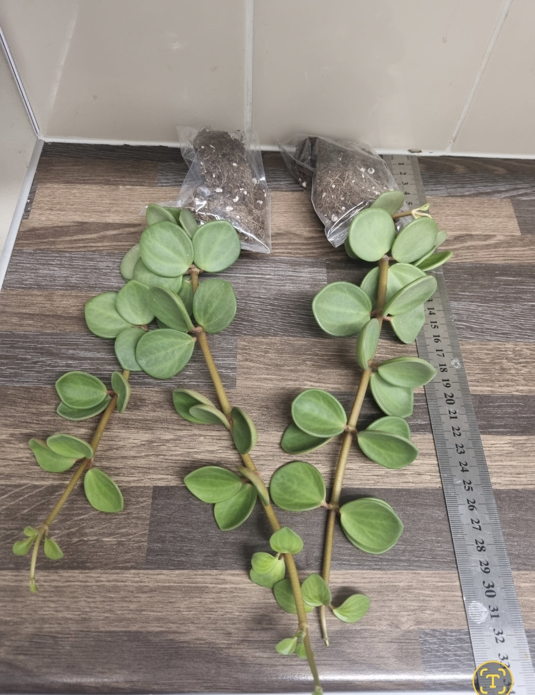 2x Large Peperomia Hope Plants | Sent Bare Rooted Trailing Succulent House Plant