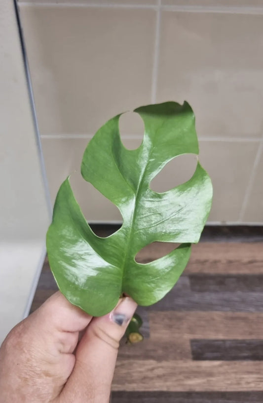 1x Monstera Minima Cutting Rhaphidophora Tetrasperma Cutting Rare House Plant