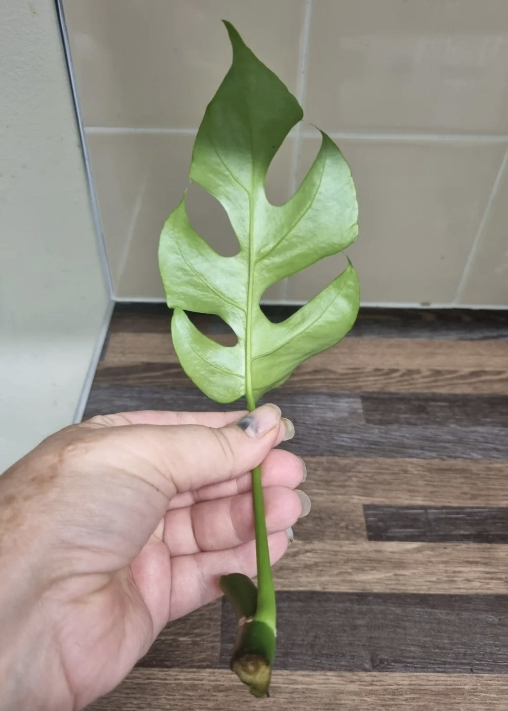 2x Monstera Minima Cutting Rhaphidophora Tetrasperma Cutting Rare House Plant