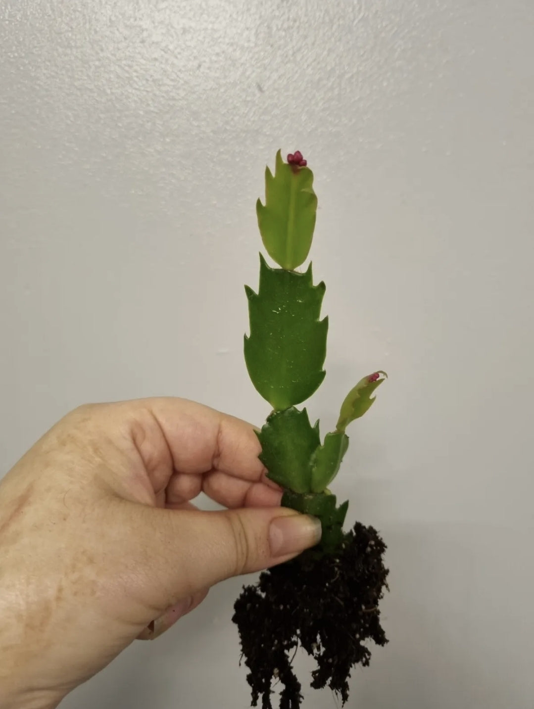 Christmas Cactus | Thanksgiving cactus | Schlumbergera | bare rooted