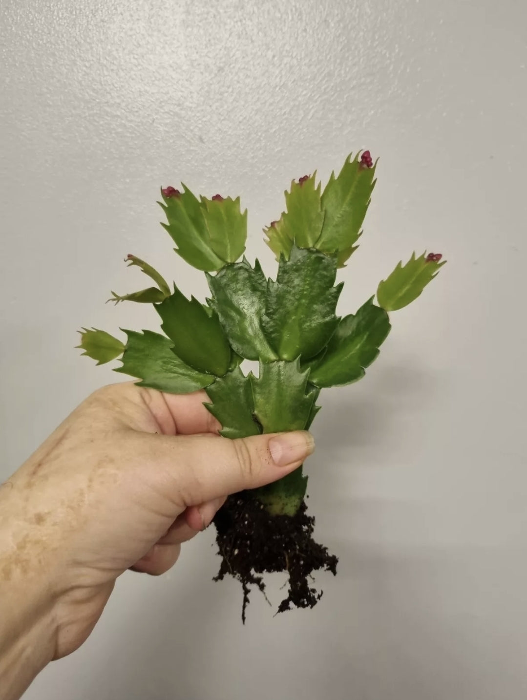 Christmas Cactus | Thanksgiving cactus | Schlumbergera | bare rooted