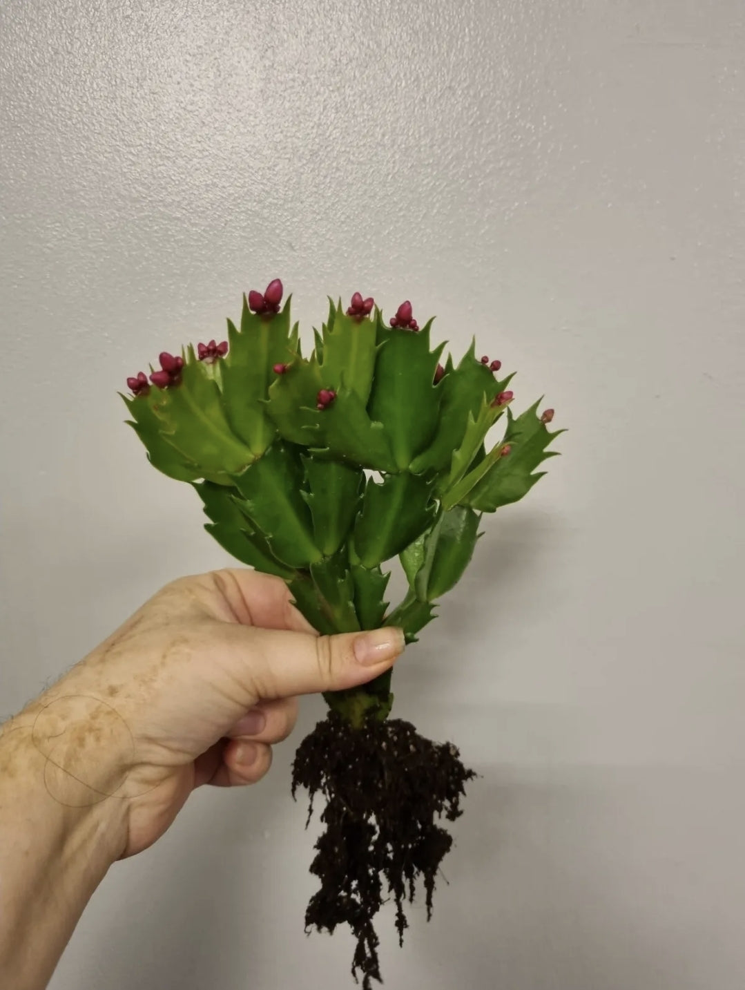 Christmas Cactus | Thanksgiving cactus | Schlumbergera | bare rooted