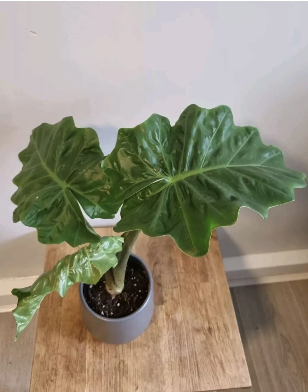 Alocasia Low Rider | 12cm Pot | Rare Plant | Elephants Ear Plant | 30-40cm Tall