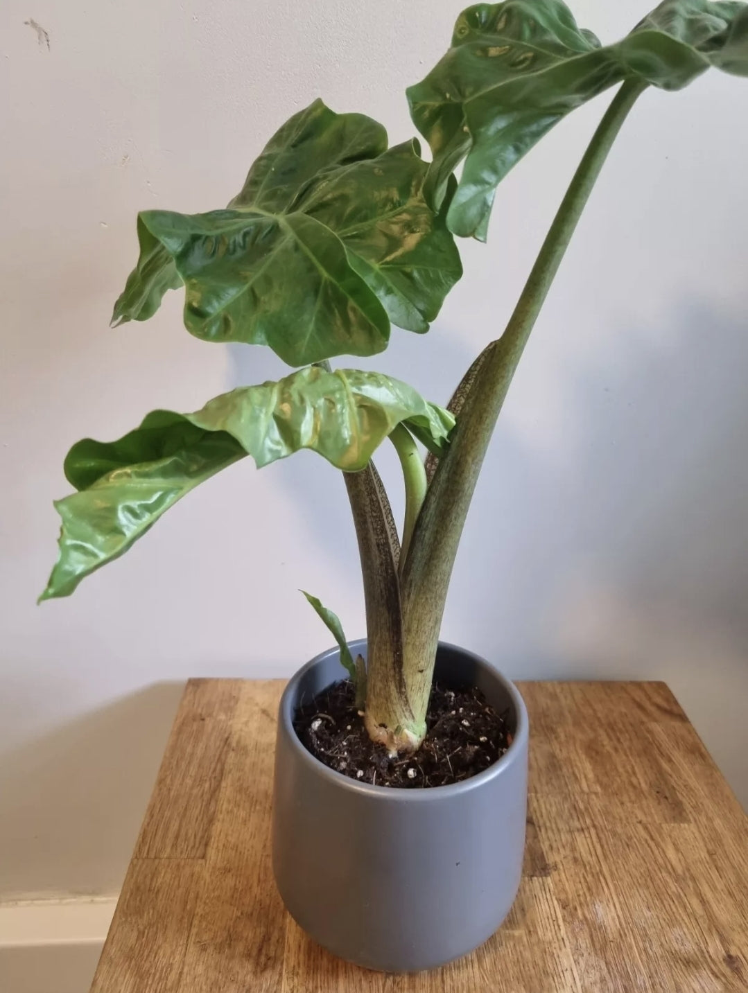 Alocasia Low Rider | 12cm Pot | Rare Plant | Elephants Ear Plant | 30-40cm Tall